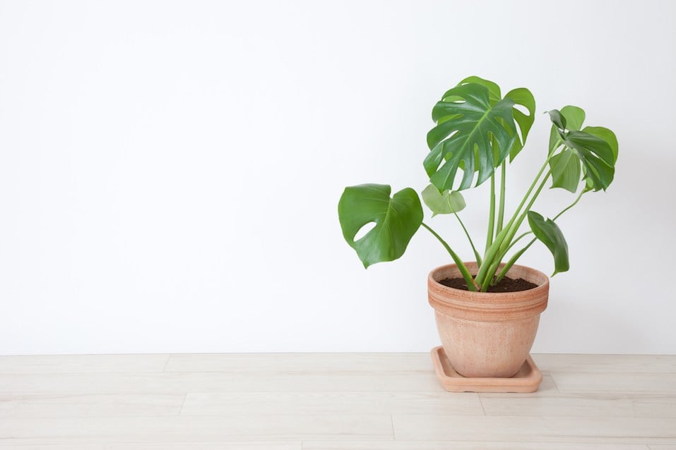 Monstera plant with white background