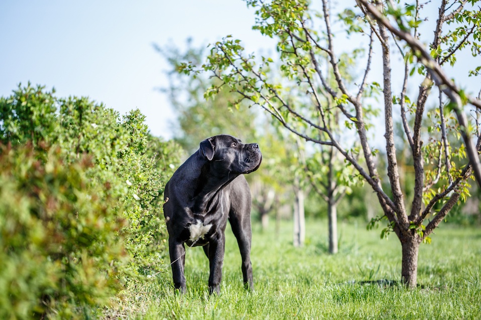 South African Mastiff