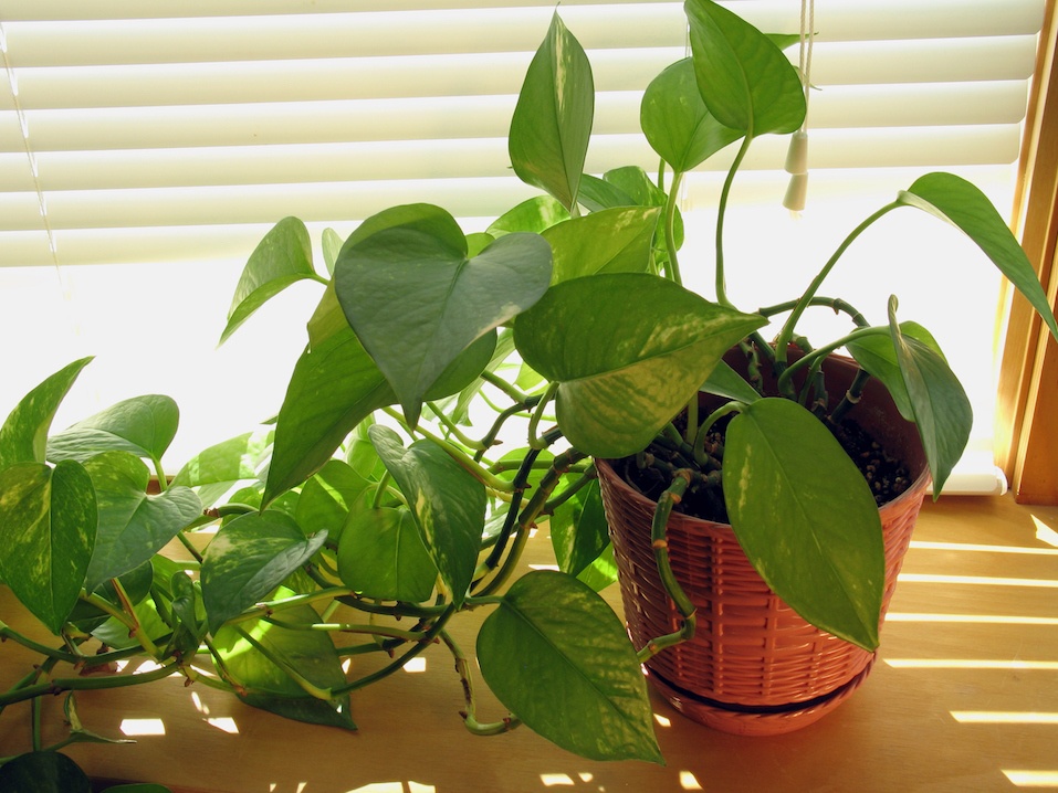 vine plant by window