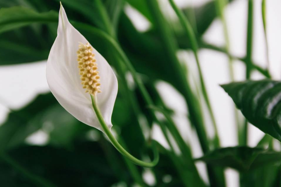 White flower lily spathiphyllum houseplant in green leaves