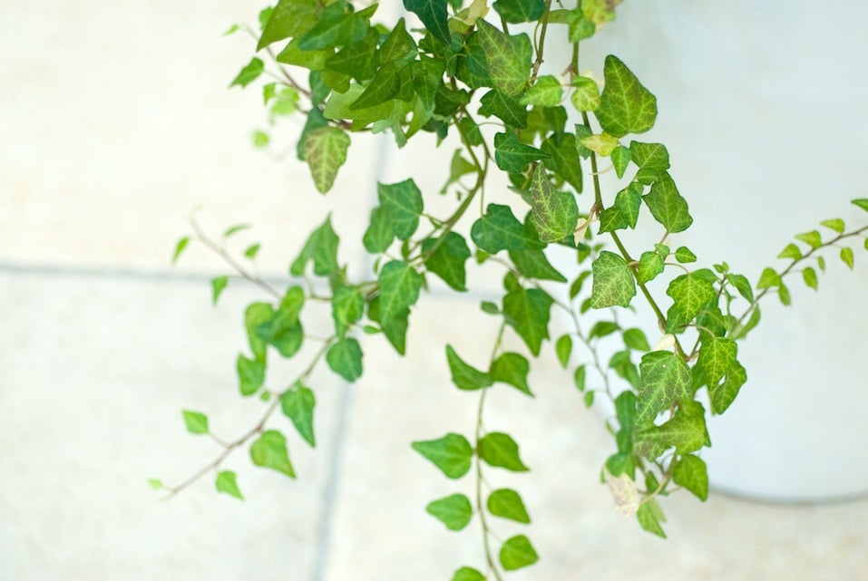 ivy in white pot