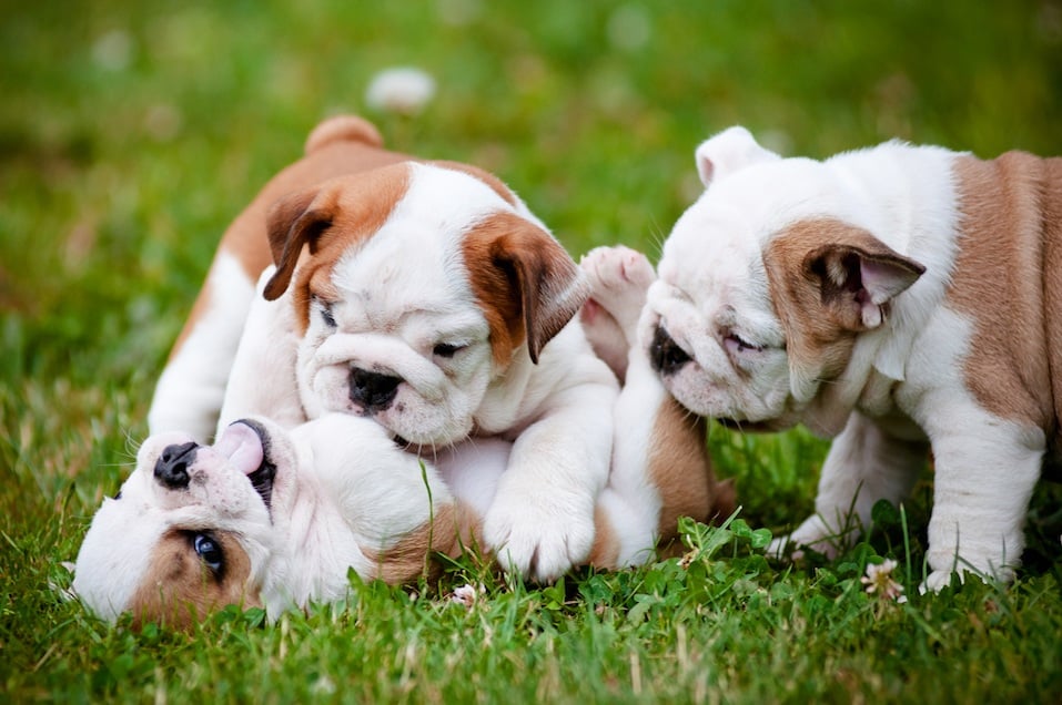 bulldog puppies playing