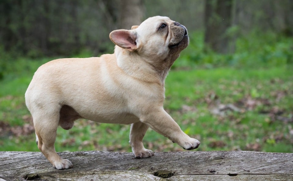 french bulldog outside