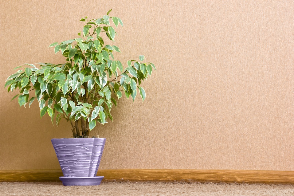The Most Toxic Houseplants to Avoid If You Have Pets