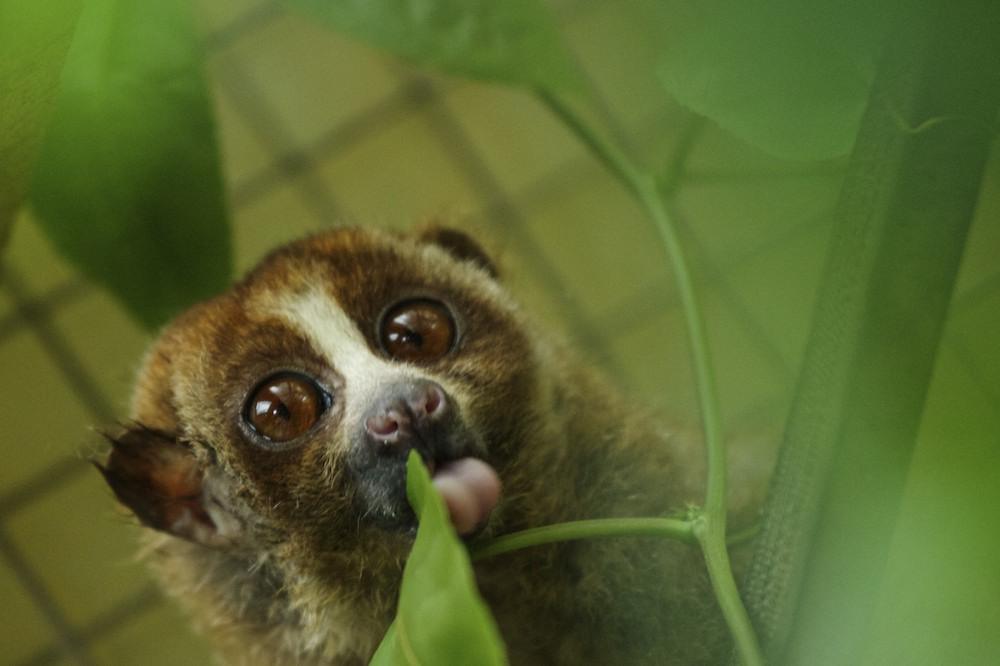 A slow loris in its cage at a sanctuary