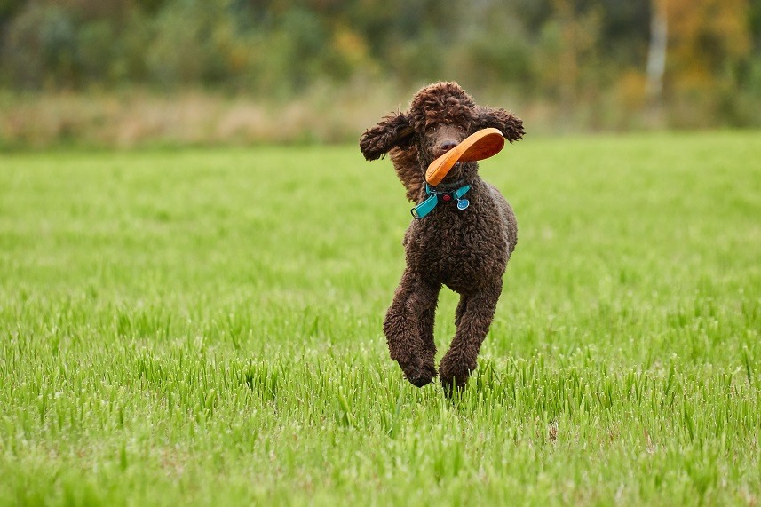 Brown poodle running with a toy
