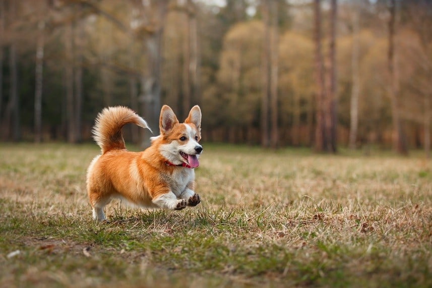best small dogs to train