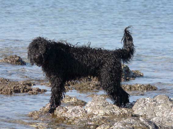 Portuguese water dog in the water