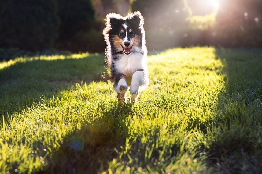 A happy Shetland sheepdog puppy running in a park
