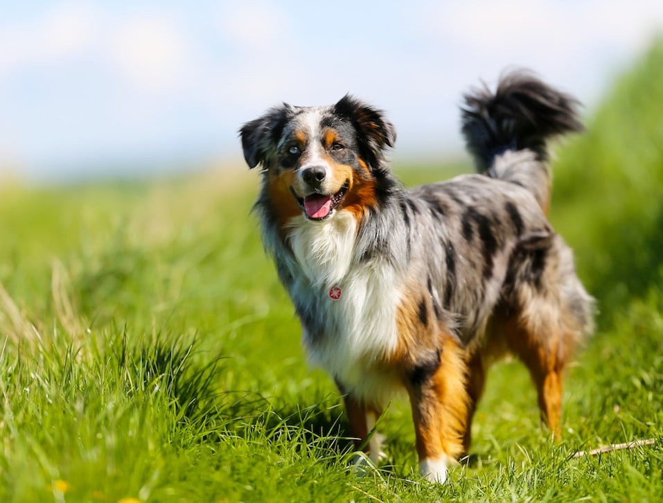 are english shepherds aggressive dogs