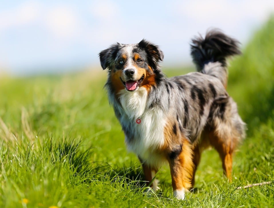 american setter dog