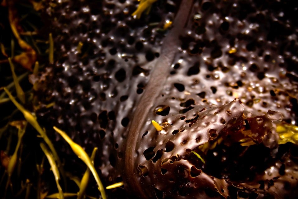Closeup photo of reddish colored seaweed with holes in it along Maine coast