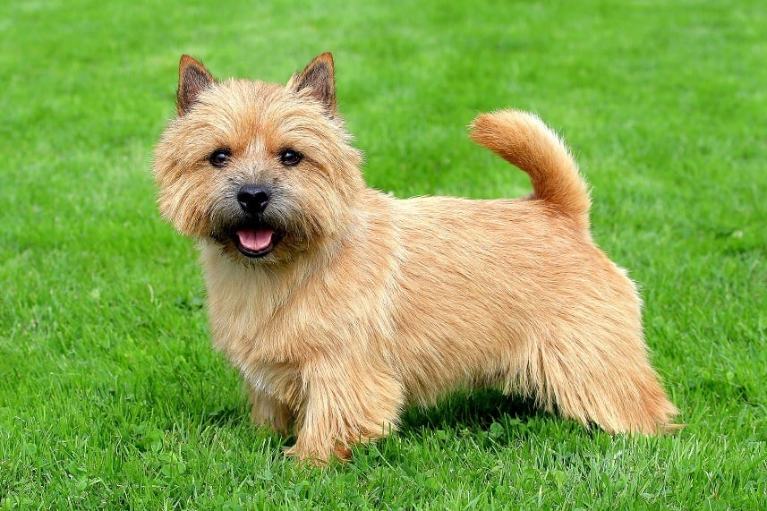 Norwich terrier on grass