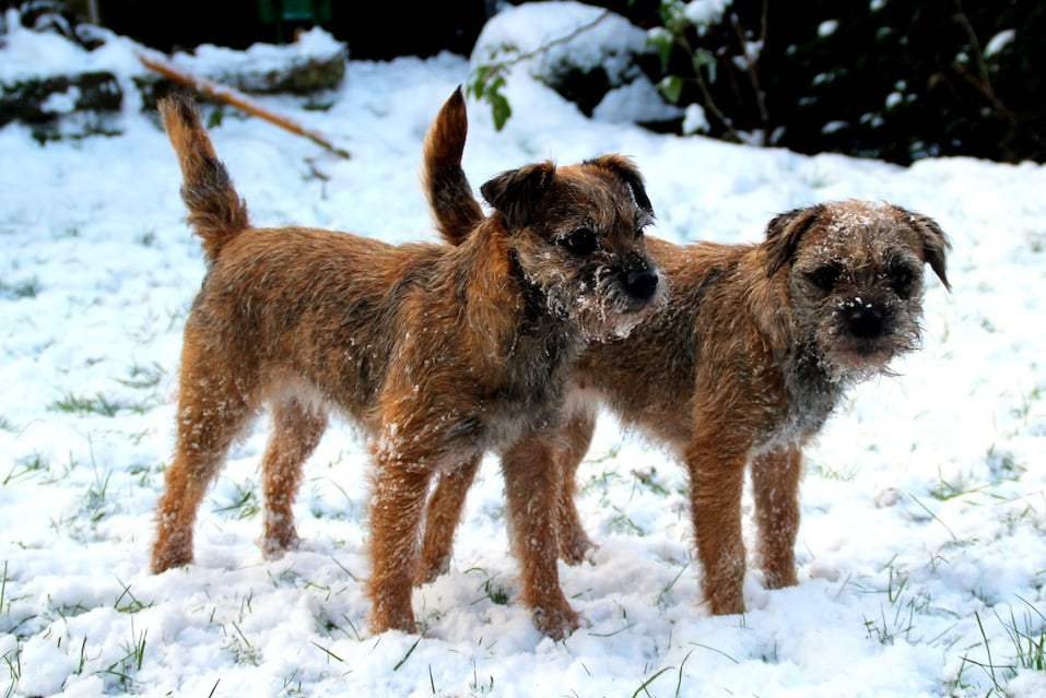 two terrier in the snow
