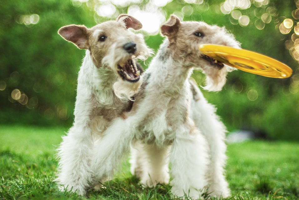 Two Fox-Terriers play with a frisbee