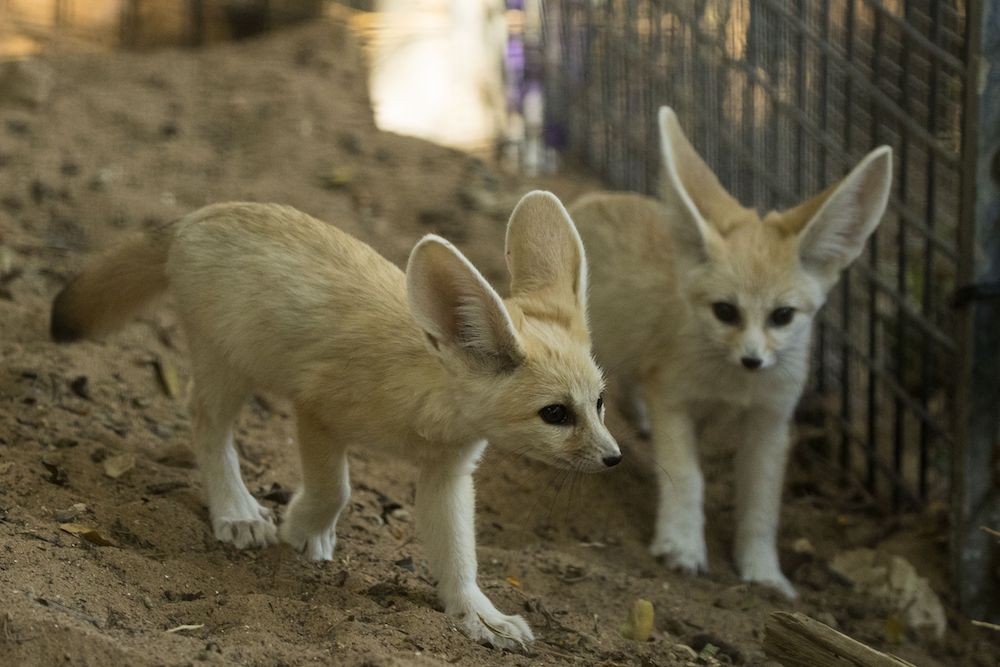 Two fennec foxes at the Ramat Gan Safari zoo