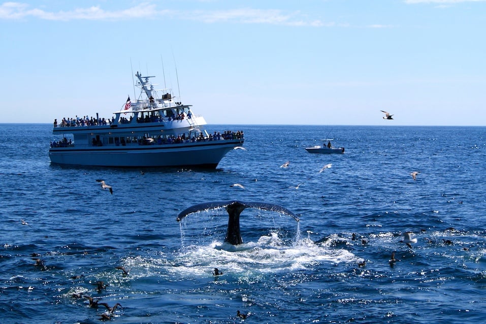 A whale watching cruise boat takes tourists to watch whales off Provincetown,