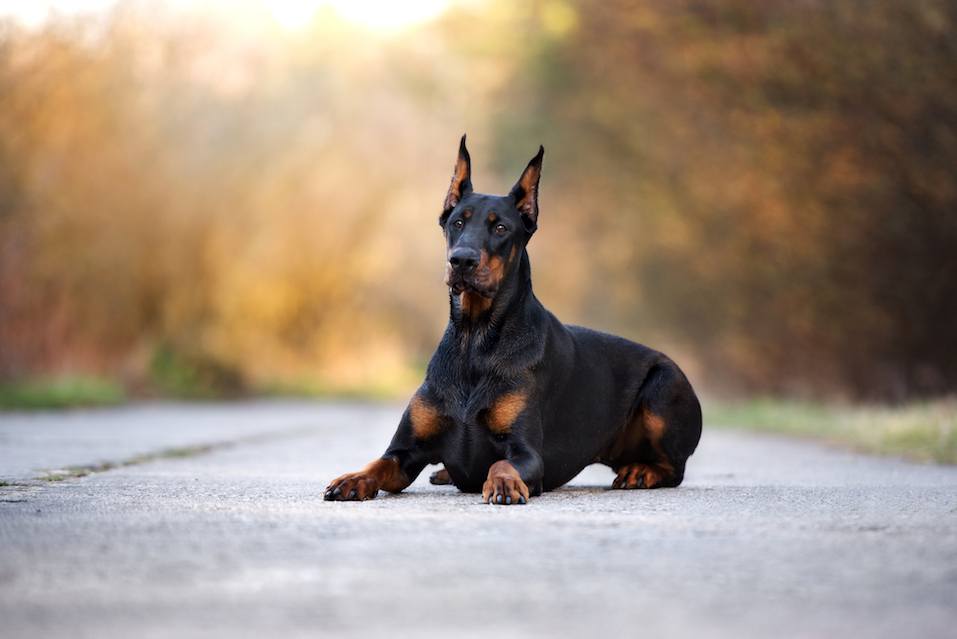best outdoor guard dogs