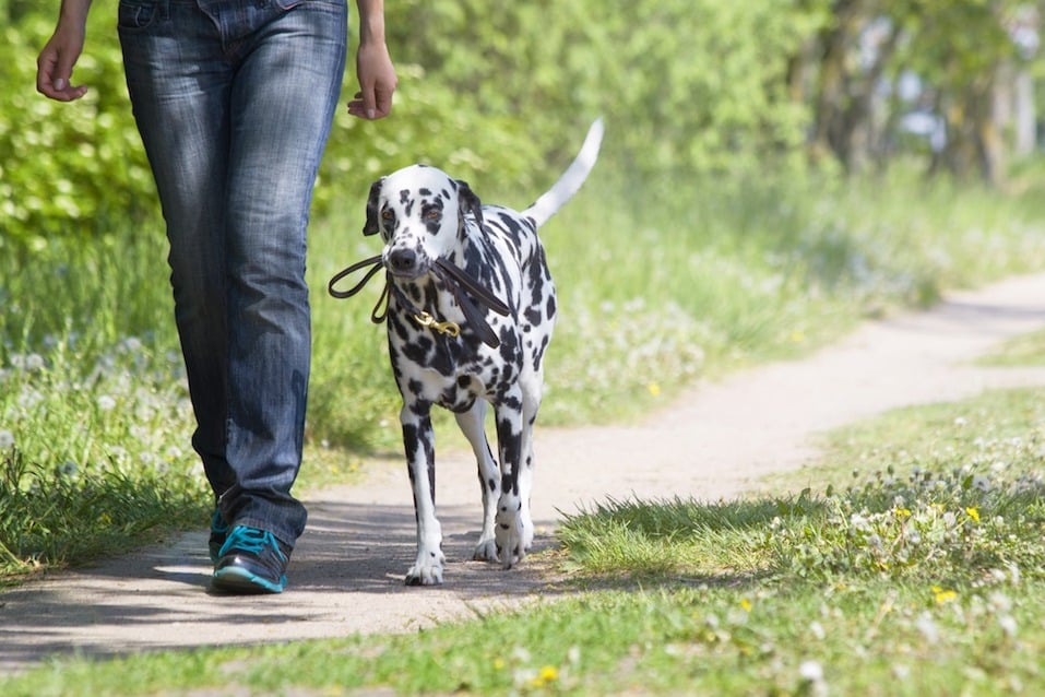 a person and a dalmatian walk together on a trail
