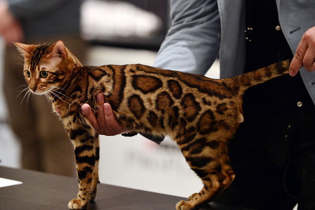 exotic cats to own