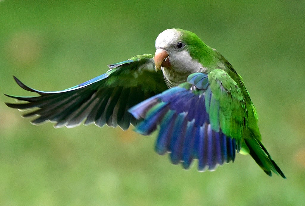 A monk parakeet