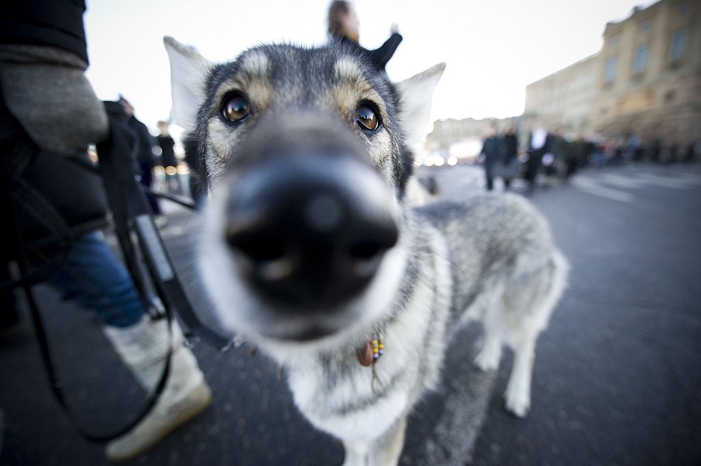 A wolfdog is seen during a demonstration
