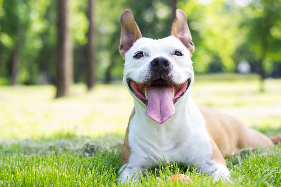 American Staffordshire terrier lying in grass
