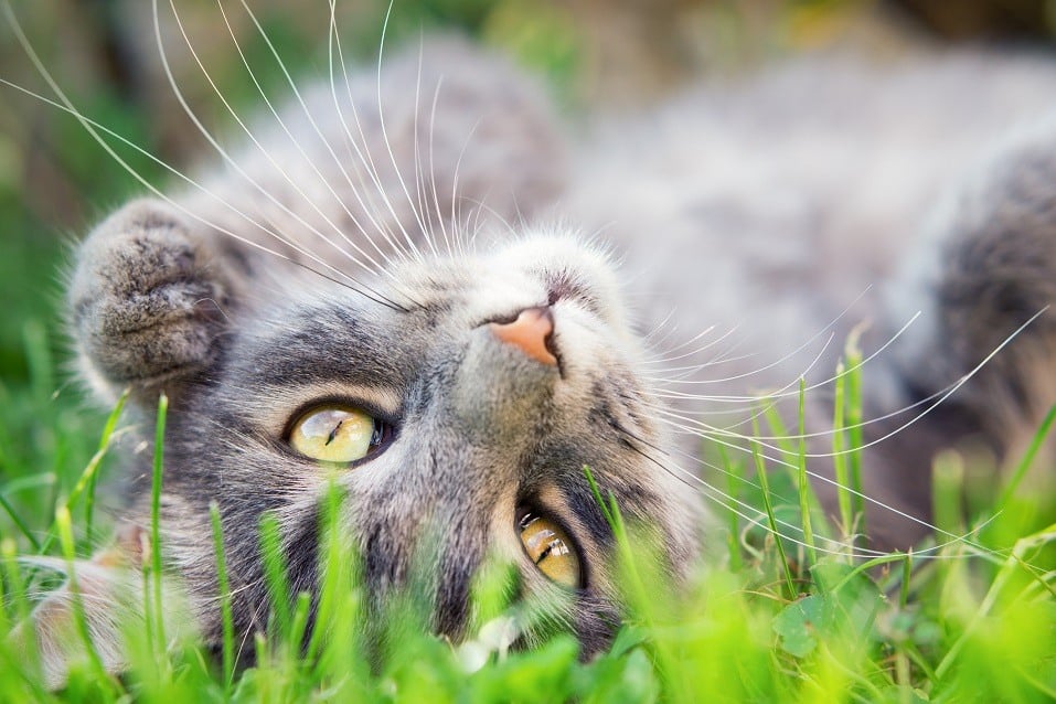 Playing cat