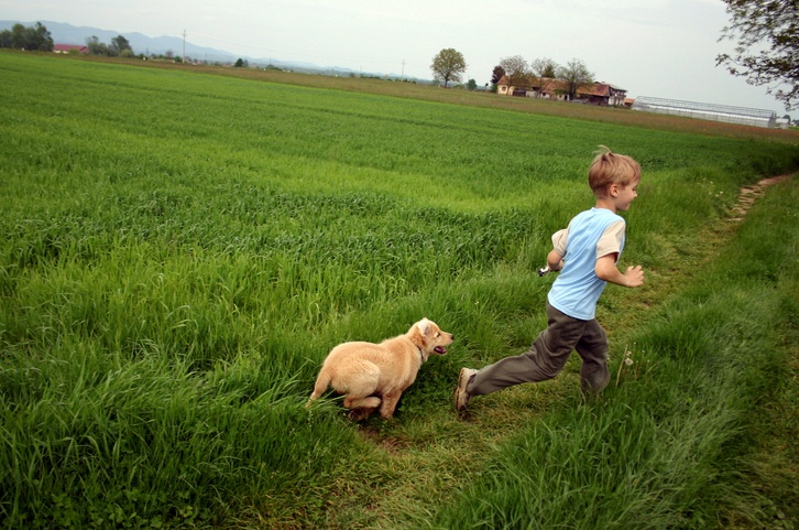 Boy and young golden retriever running in grass