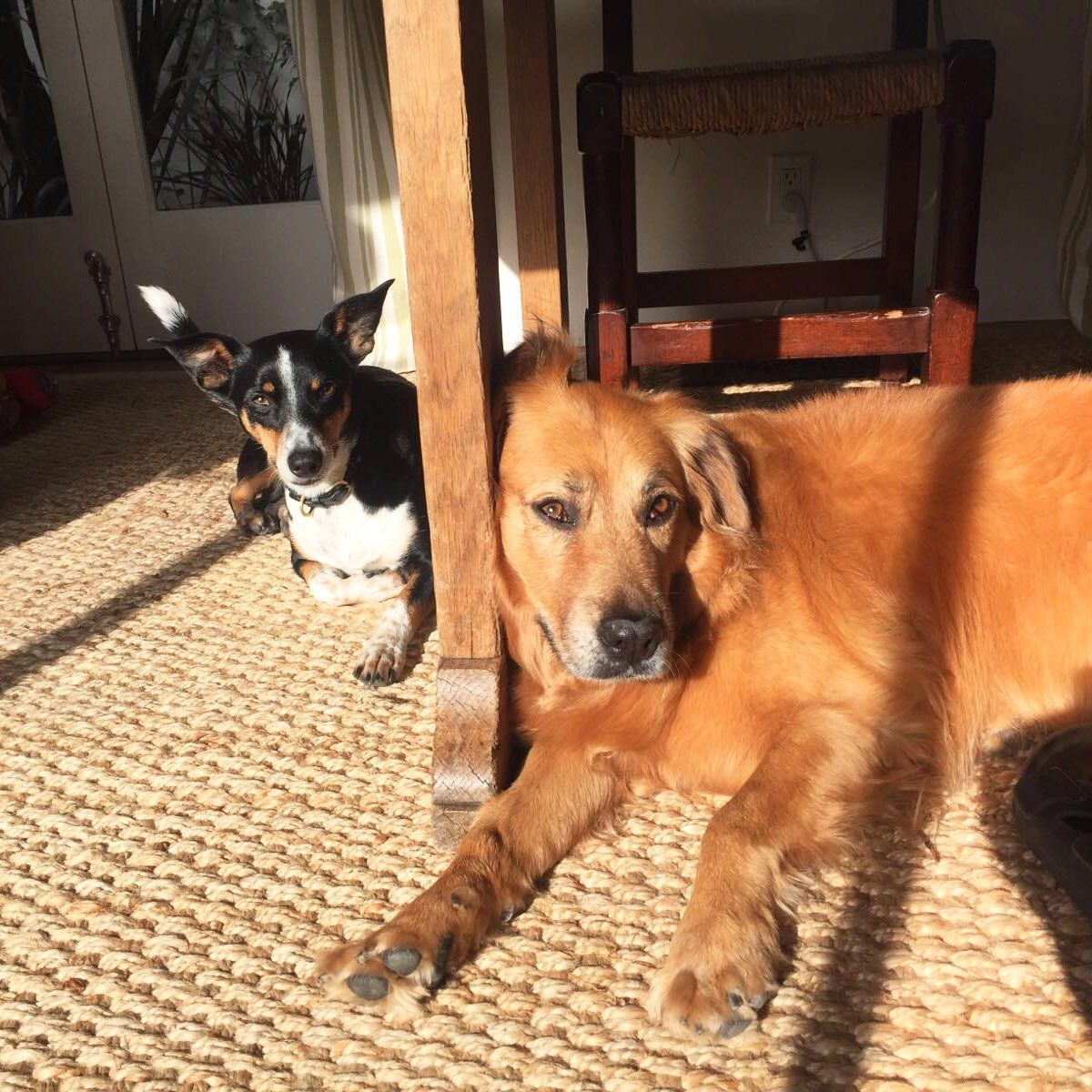 Hilary Swank's two rescue dogs, Kai and Rumi, lie in the sunshine
