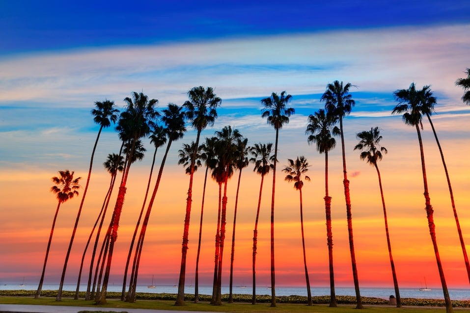 California sunset palm tree rows in Santa Barbara