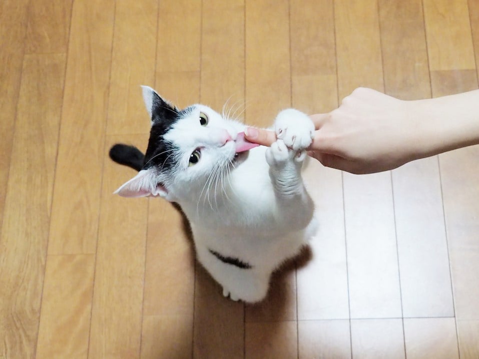 cat licking finger
