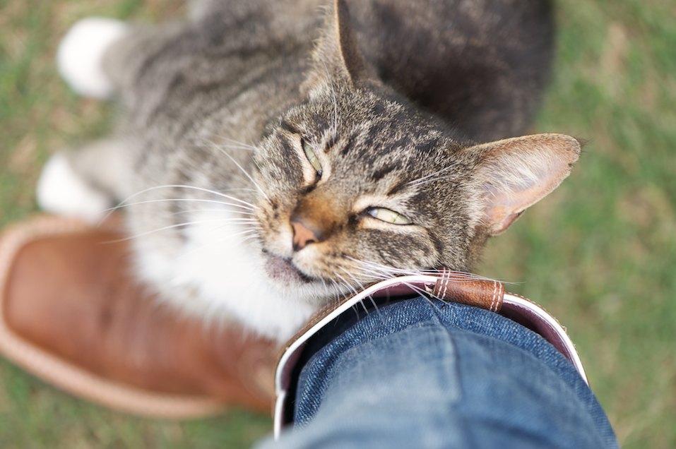 Grey and white striped cat rubbing or cuddling against brown cowboy boots and jeans affectionately