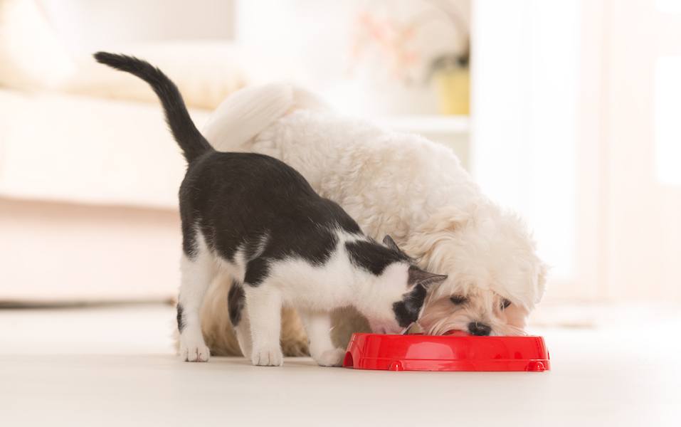maltese and black and white cat eating food from a bowl