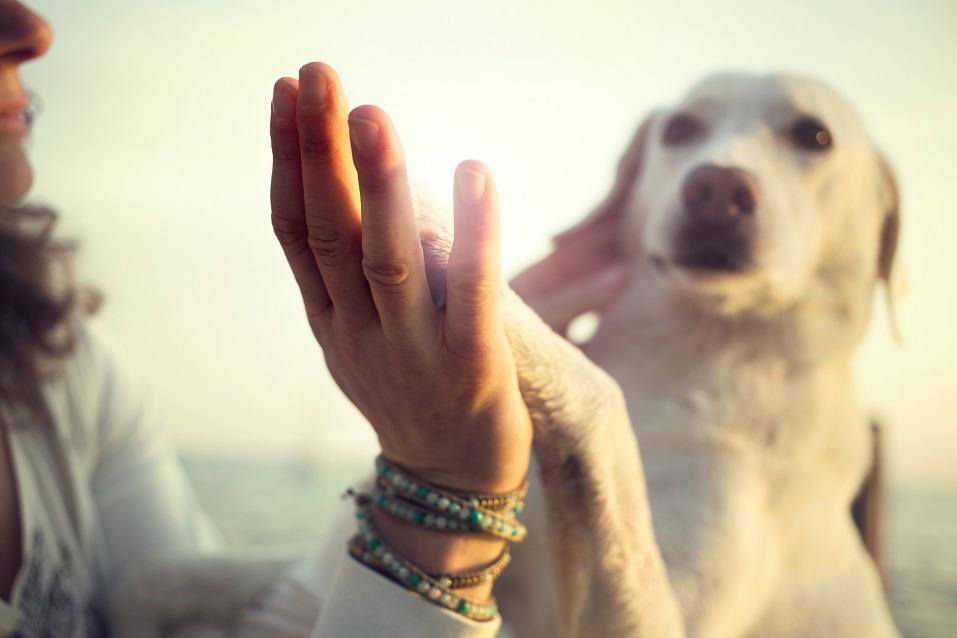 Dog's paw and person's hand