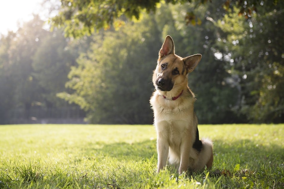 German shepherd sitting in a park surrounded by trees