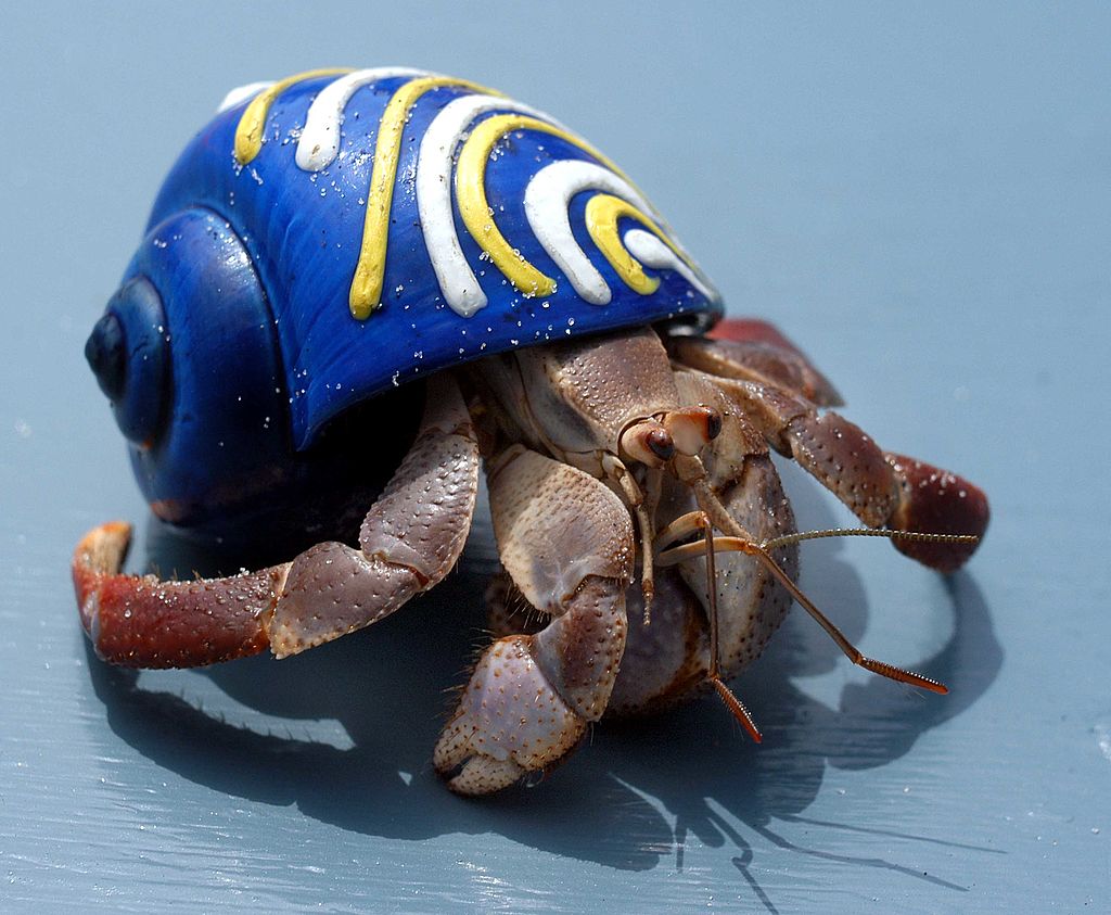 hermit crab with blue striped shell