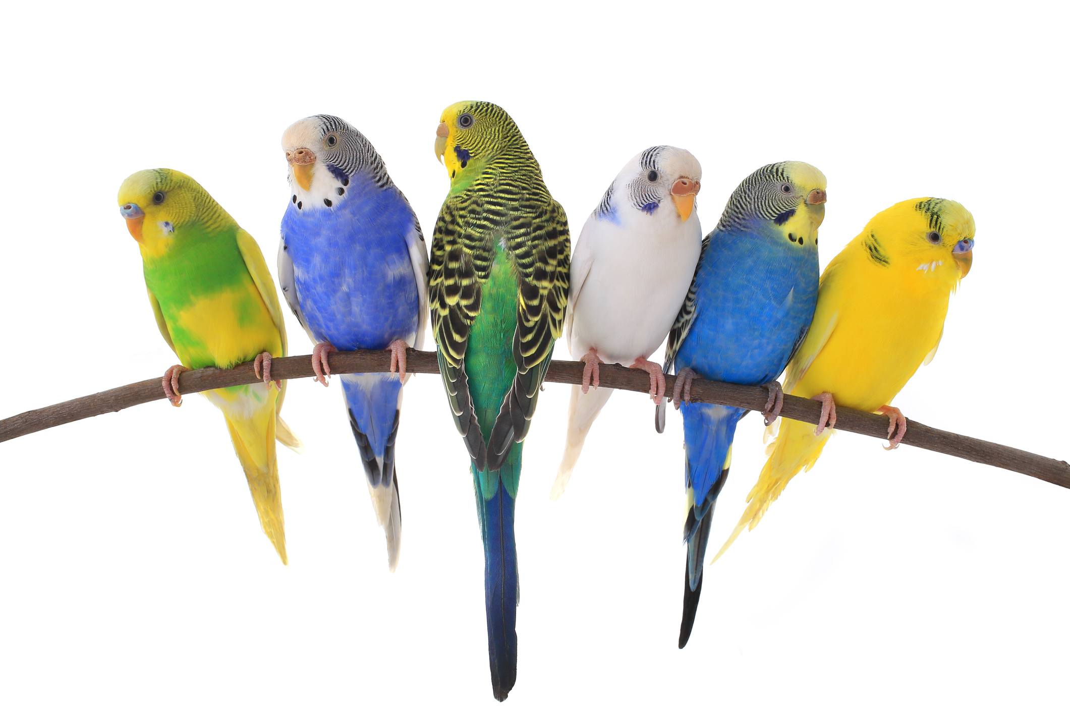 six parakeets on a branch