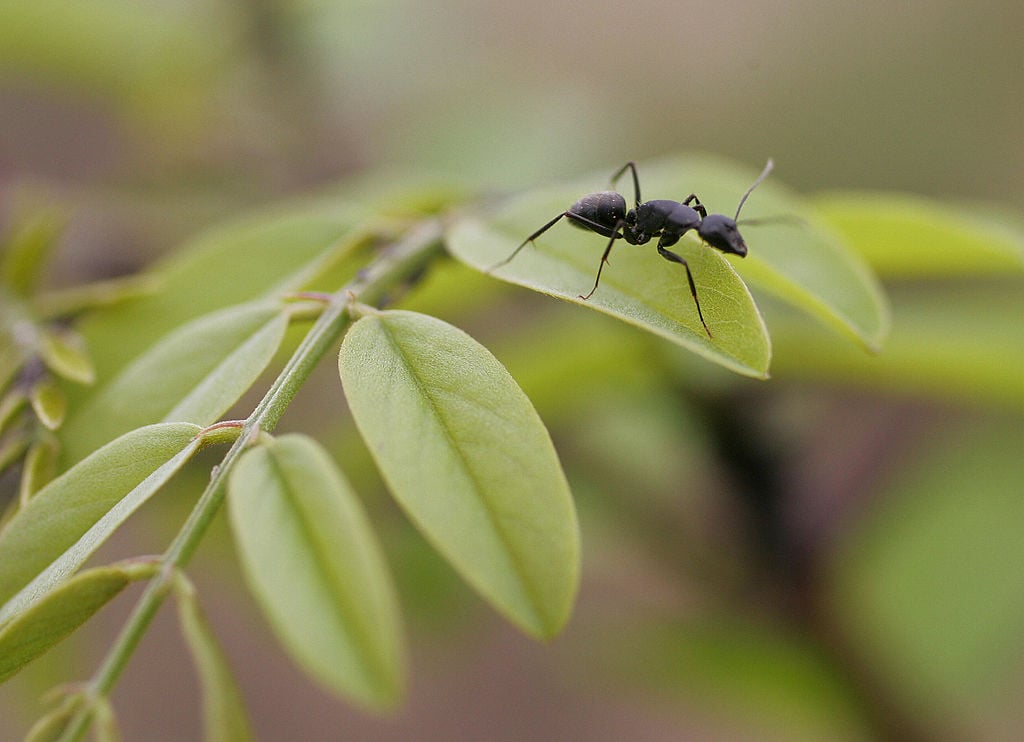 an ant crawls on a leaf