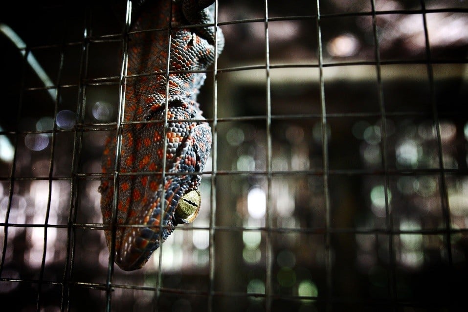 Living gecko being held in cage