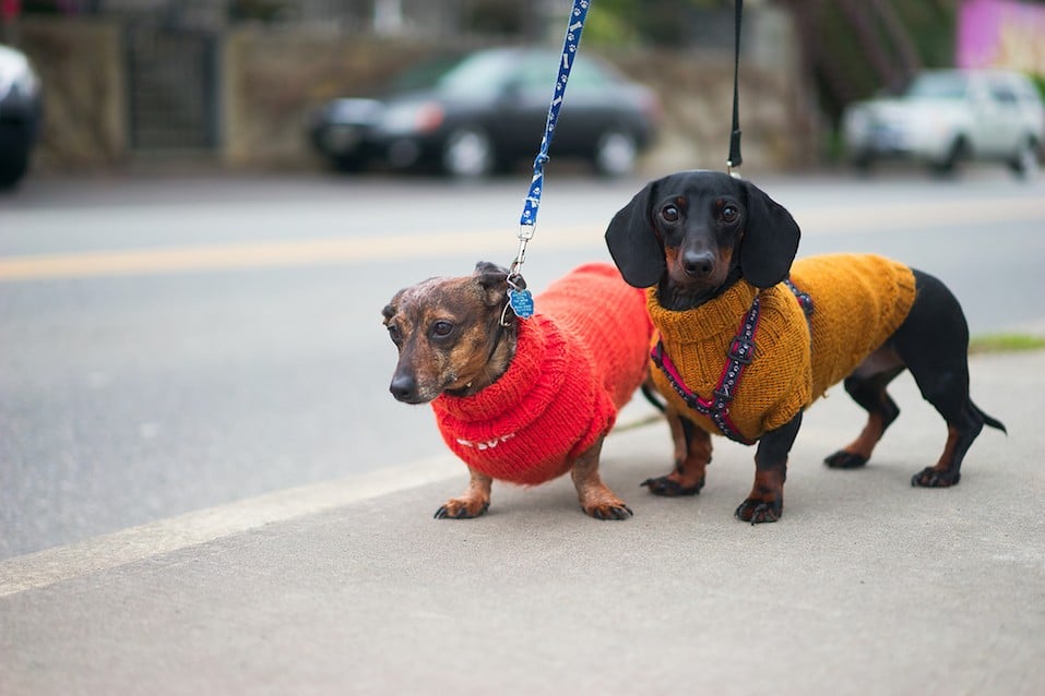 two dachshunds in sweaters