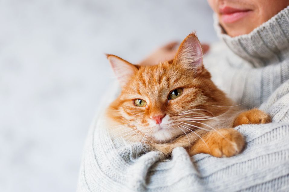 Man in sweater holding ginger cat