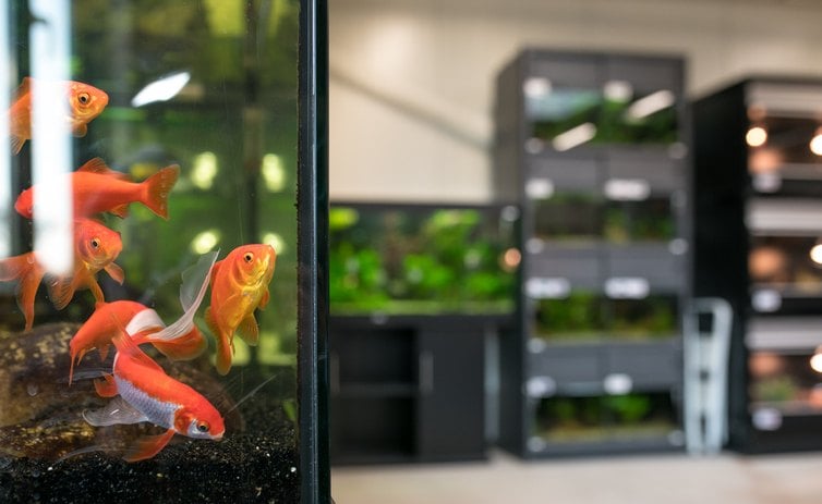 goldfish for sale