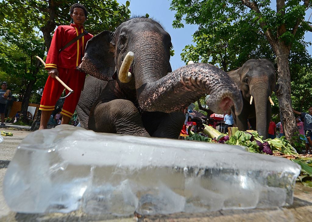 Elephants enjoy pieces of ice and frosted fruits during hot weather at Dusit Zoo in Bangkok