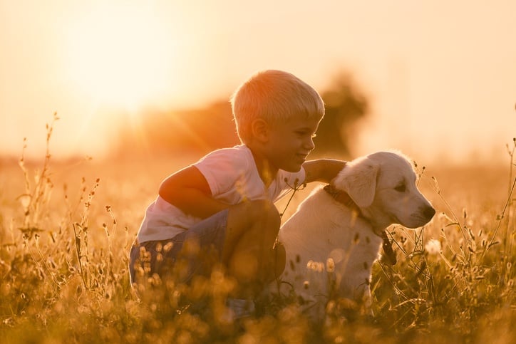 Young Child Boy Training Golden Retriever Puppy Dog