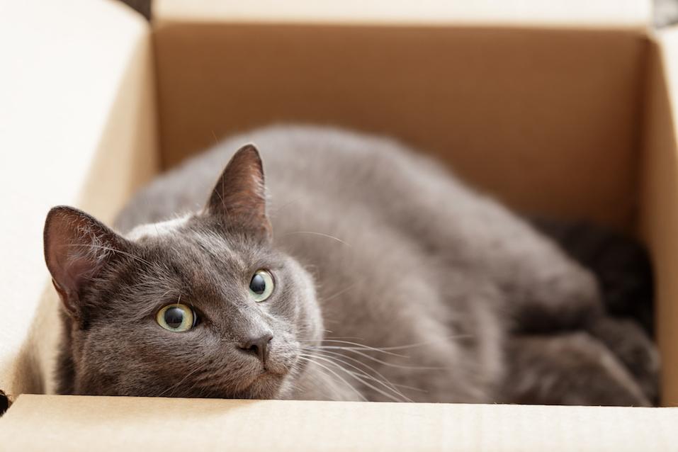 British shorthair cat in a box