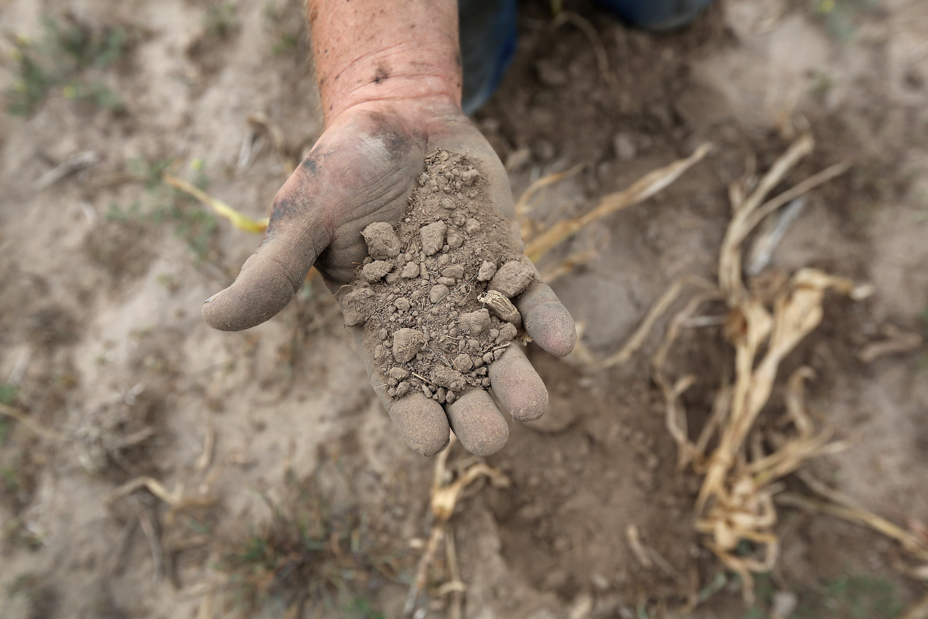 A Kansas farmer sifts through arid topsoil under a ruined crop on the family farm