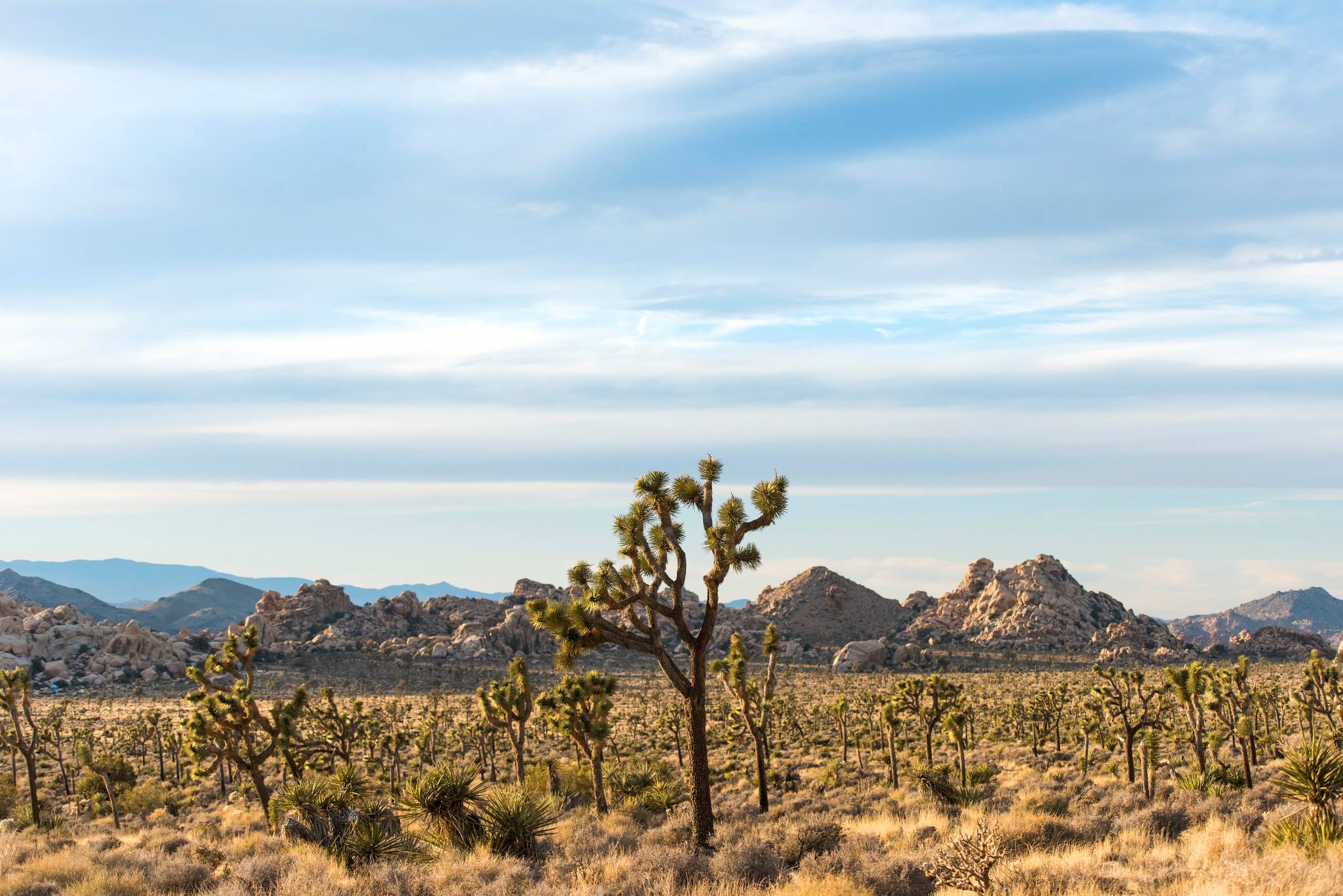 Joshua tree