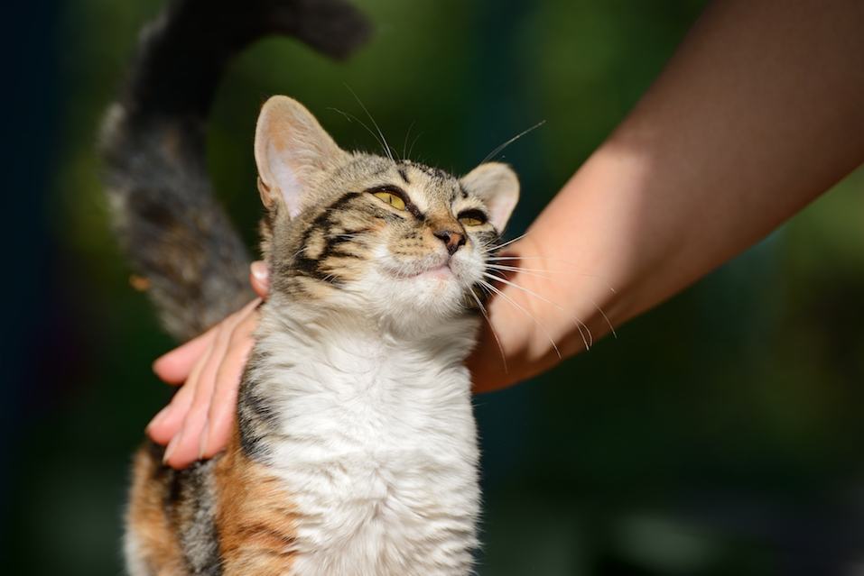 cat with tail in air