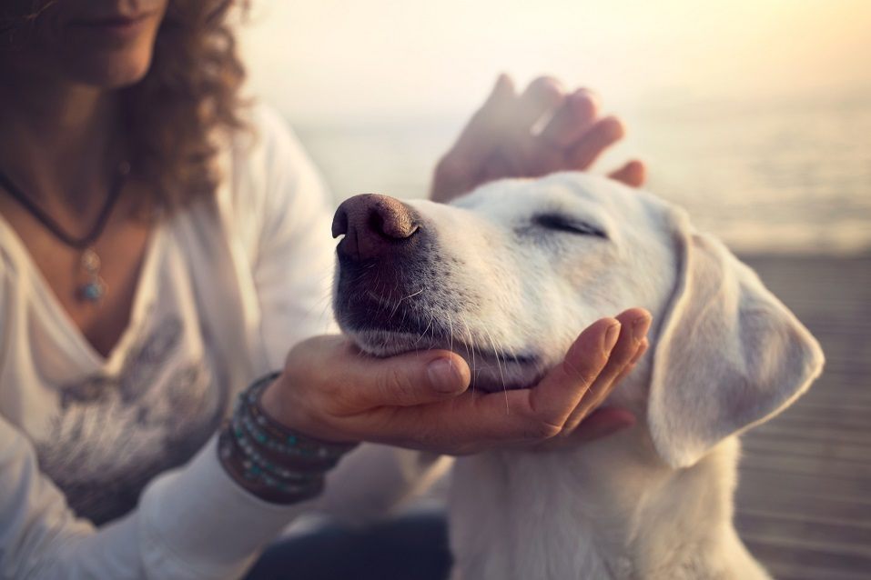 do dogs make you happier than cats